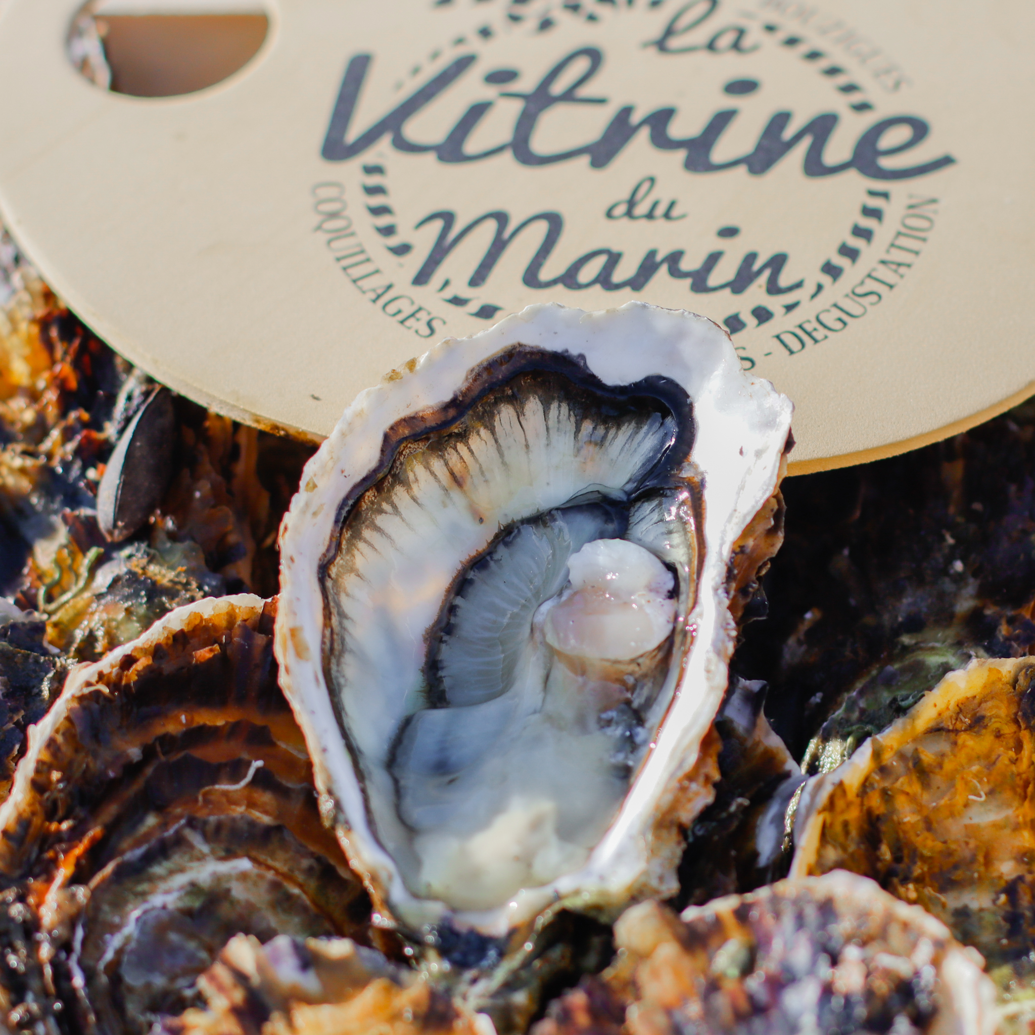 Formule découverte La Vitrine du Marin